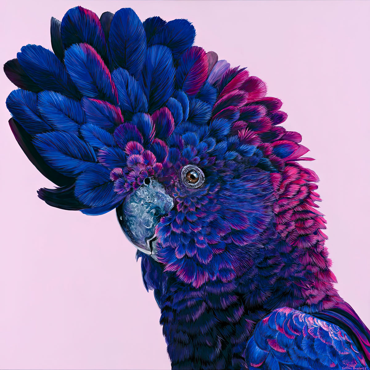 Painting of a black cockatoo in purples and magentas on pink - Paintings by Caitlin Broderick